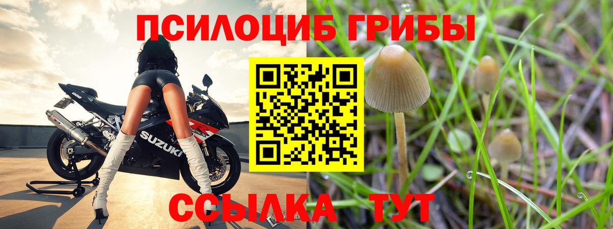 Спасск-Дальний  Галлюциногенные грибы Psilocybine cubensis  Вход с VPN 